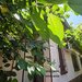 Iancului, Vatra Luminoasa inchiriere casa individuala